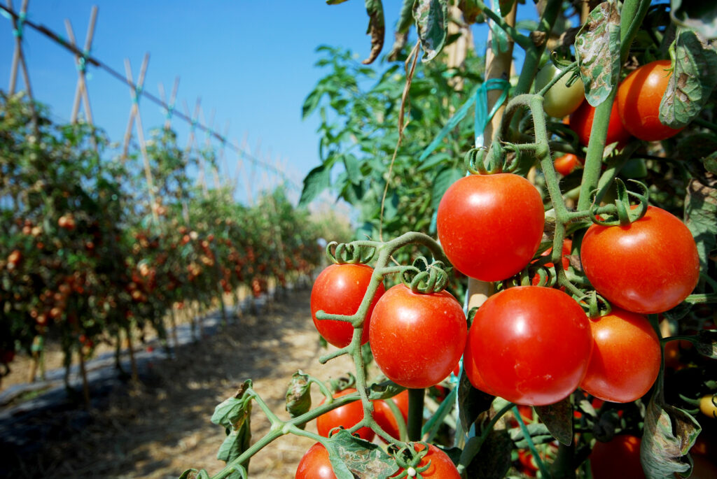 Fotografía de unos tomates